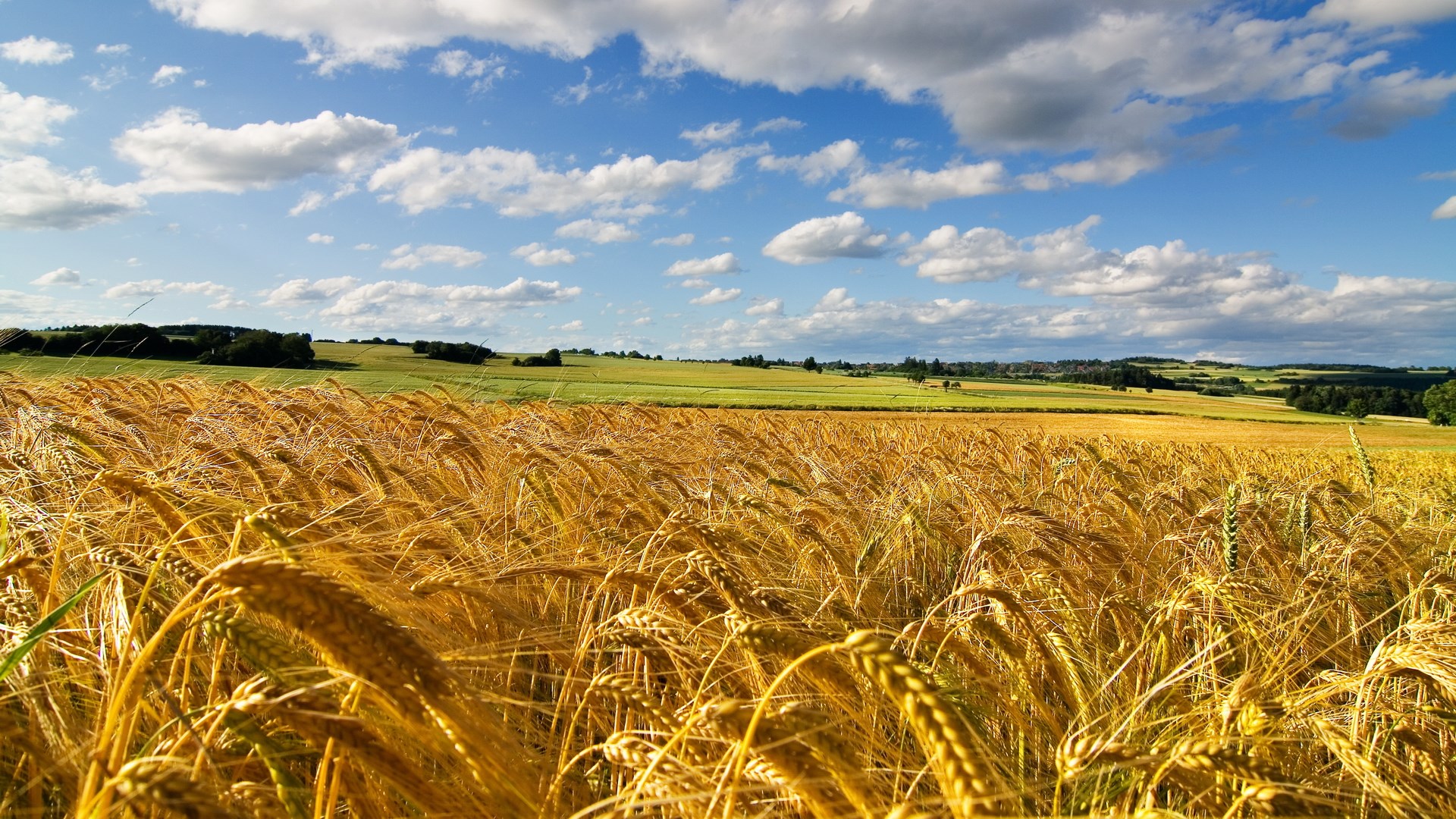 Golden wheat field under a cloudy blue sky HD Wallpaper