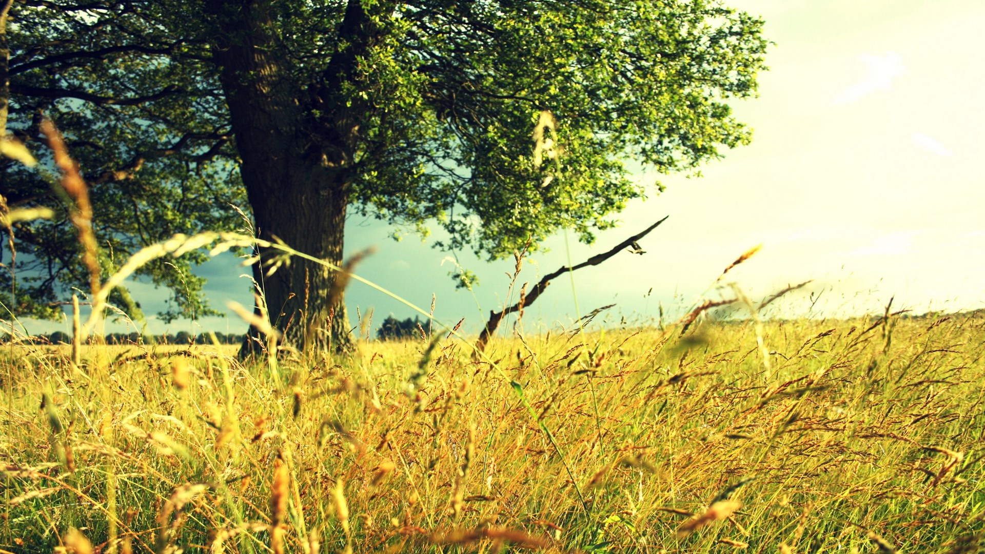 A lone tree in a grassy field HD Wallpaper