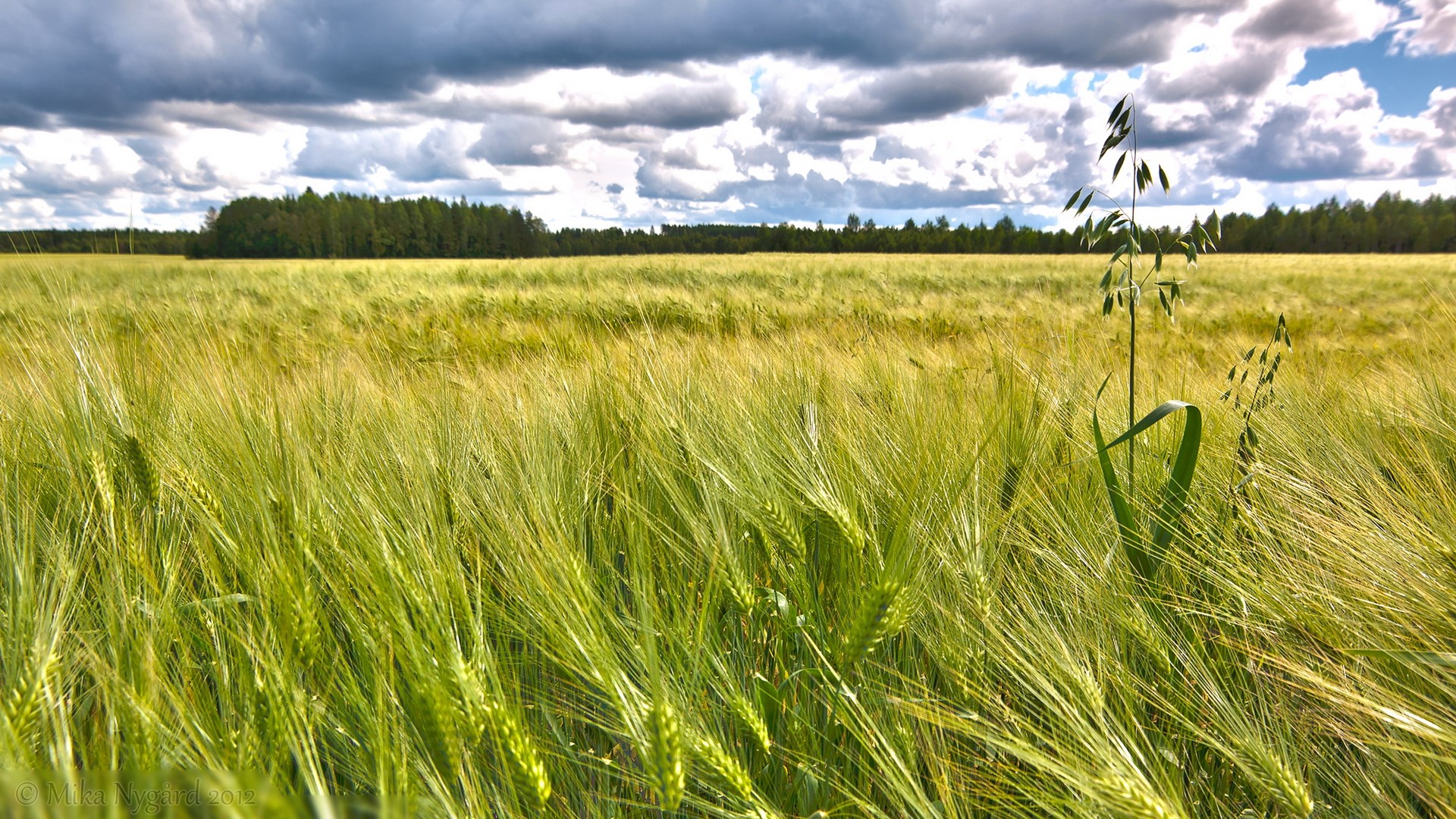 Field of green wheat under a cloudy sky HD Wallpaper