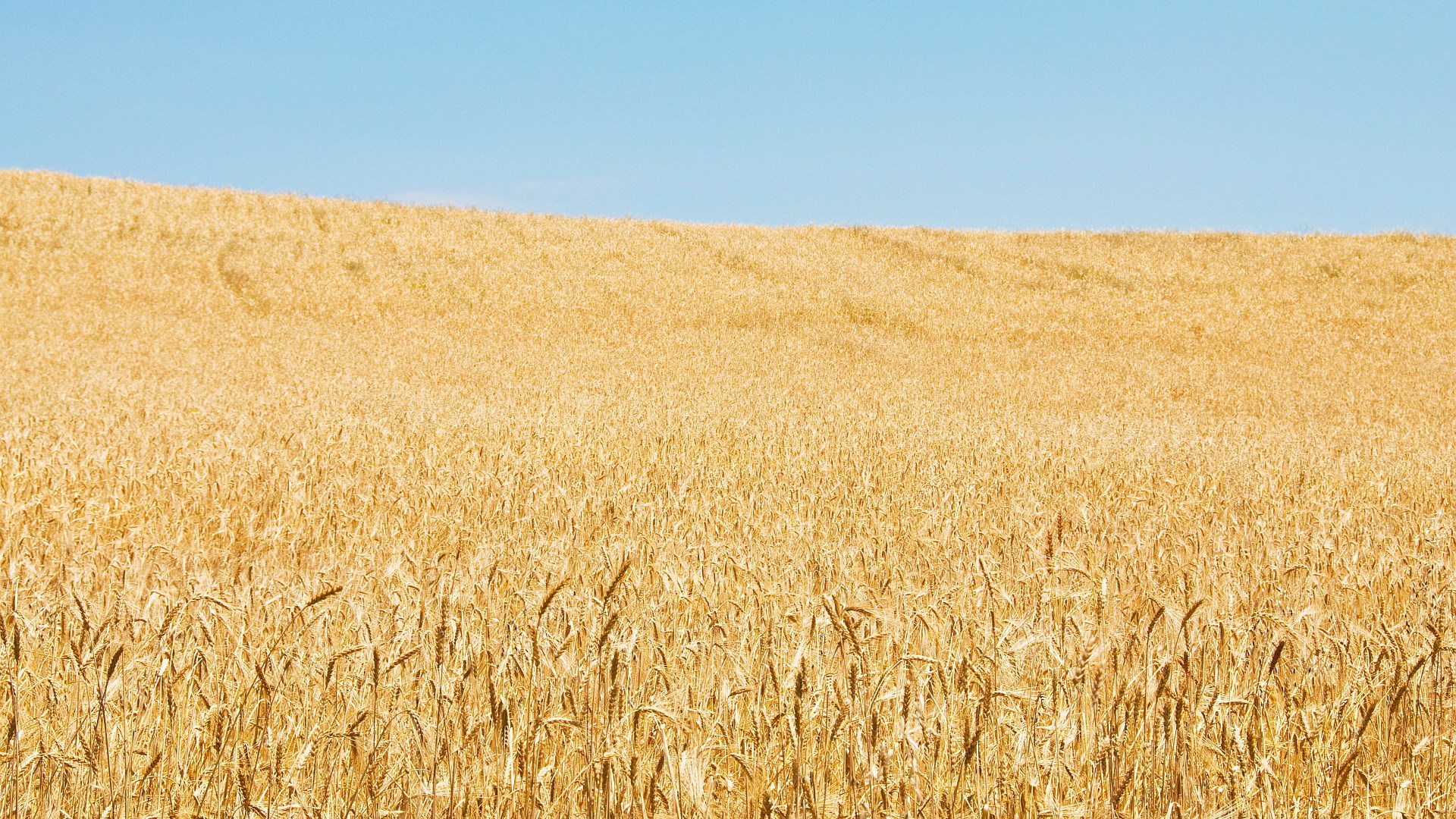 Golden wheat field under a clear blue sky HD Wallpaper