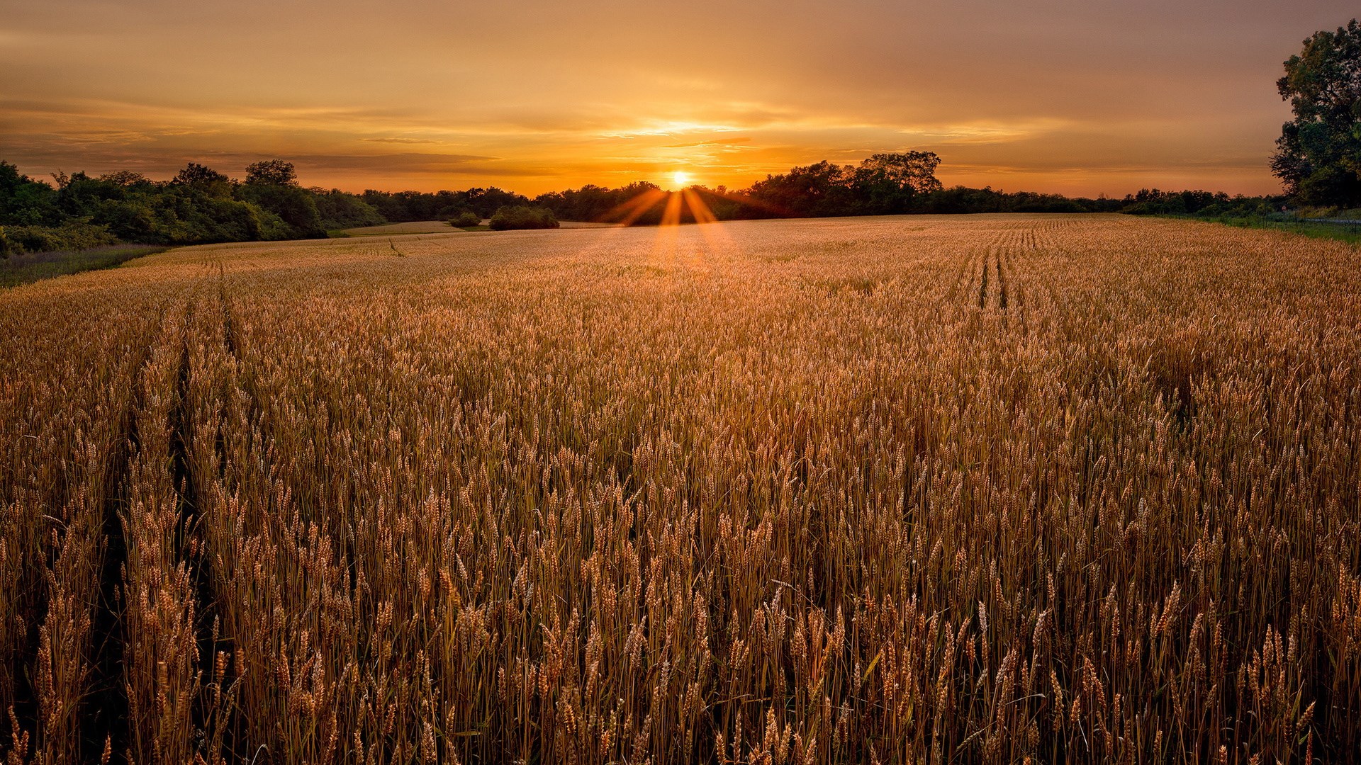 Wheat field at sunset with sun rays HD Wallpaper