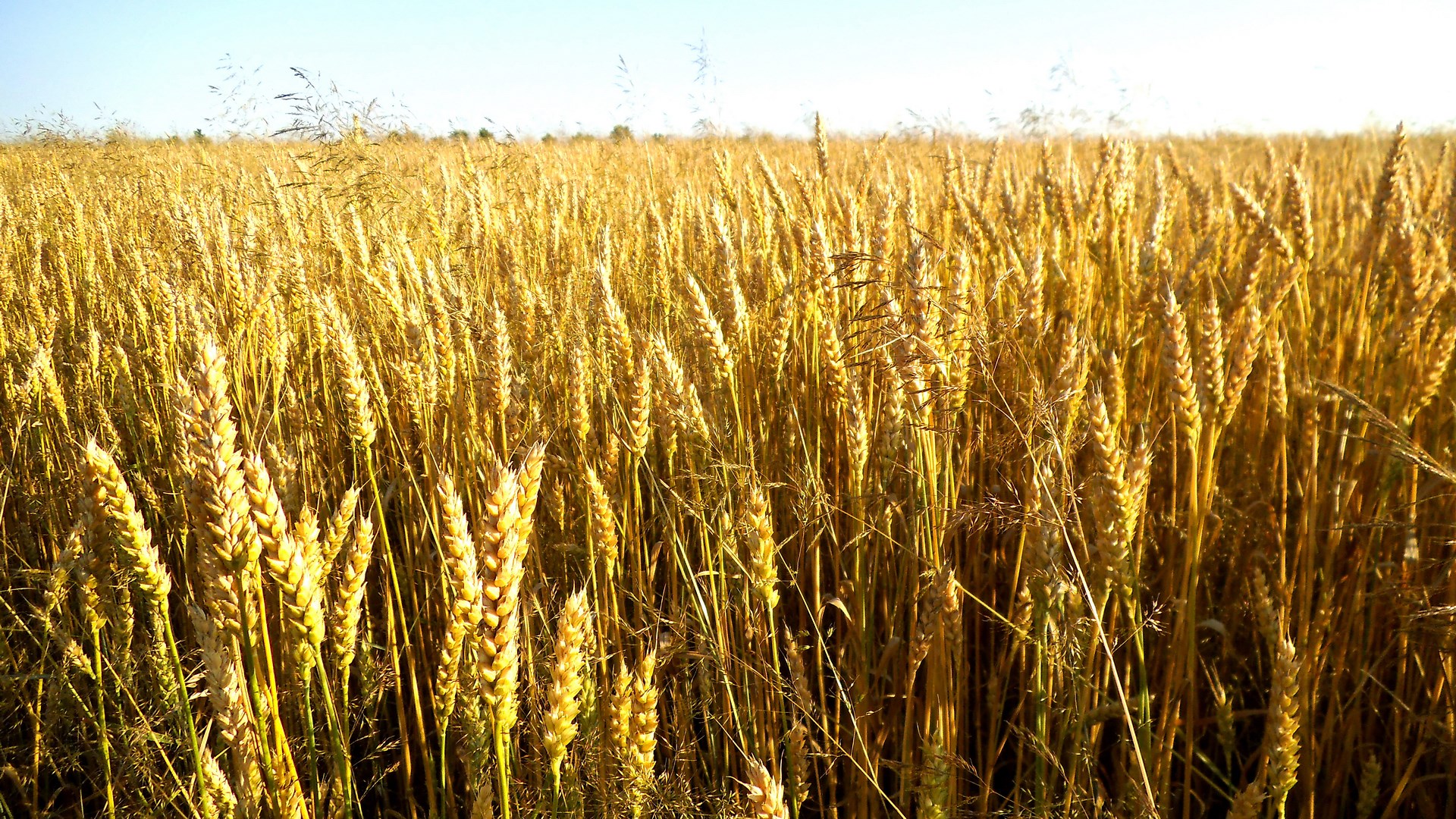 Golden wheat field under a clear sky HD Wallpaper