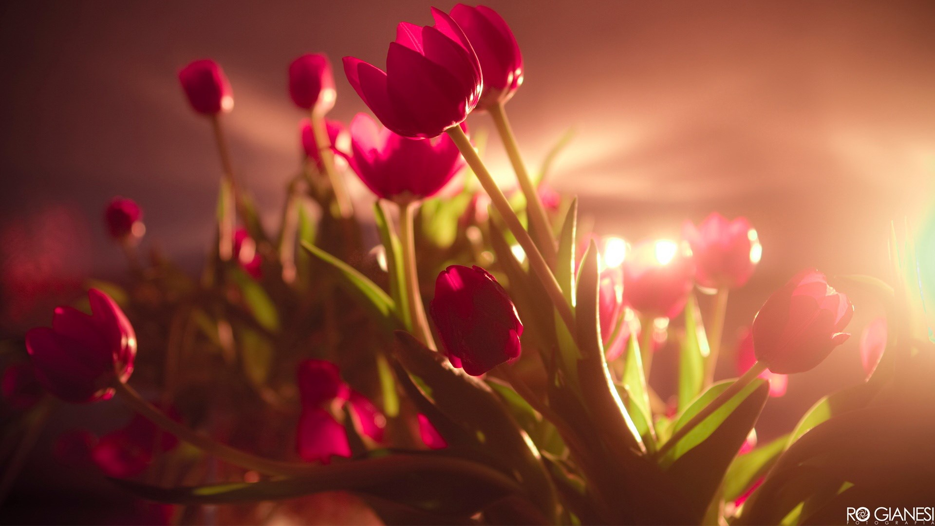 Close-up of pink tulips with warm lighting HD Wallpaper