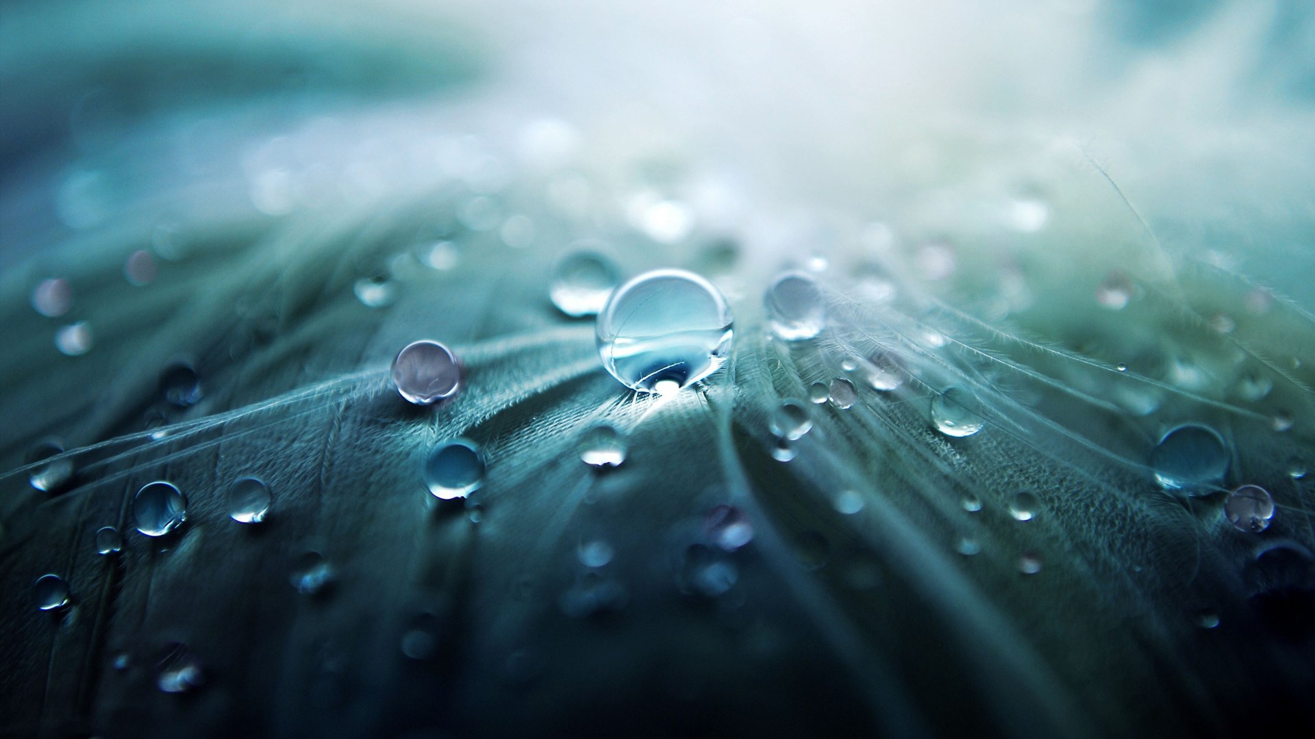 Water droplets on a feather HD Wallpaper