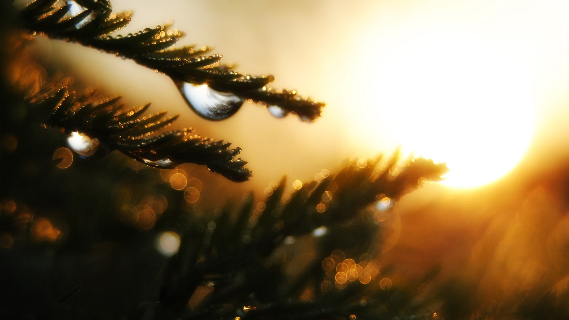 Close-up of pine needles with water droplets and sun HD Wallpaper