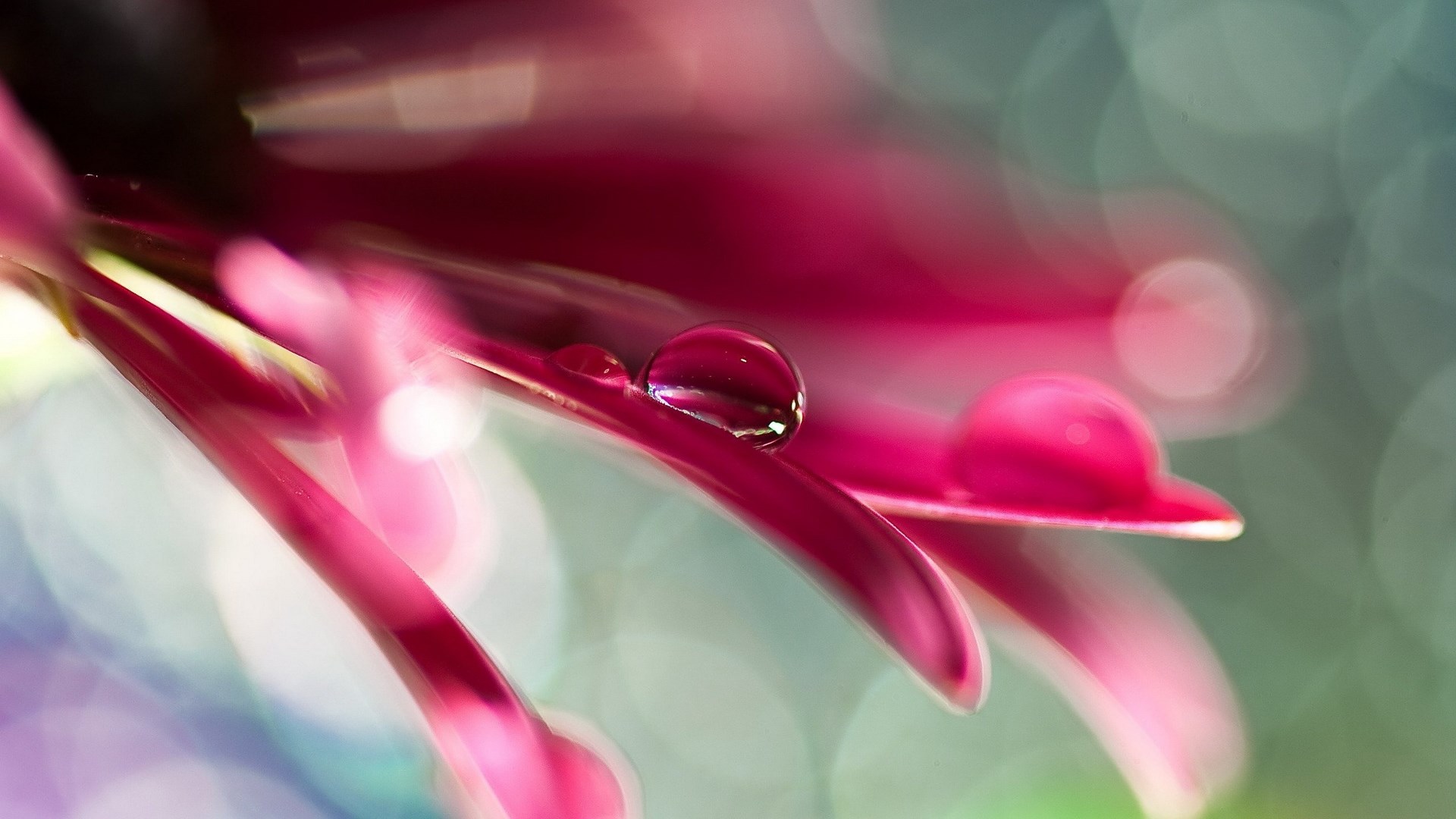 Macro shot of water droplets on a pink flower petal HD Wallpaper