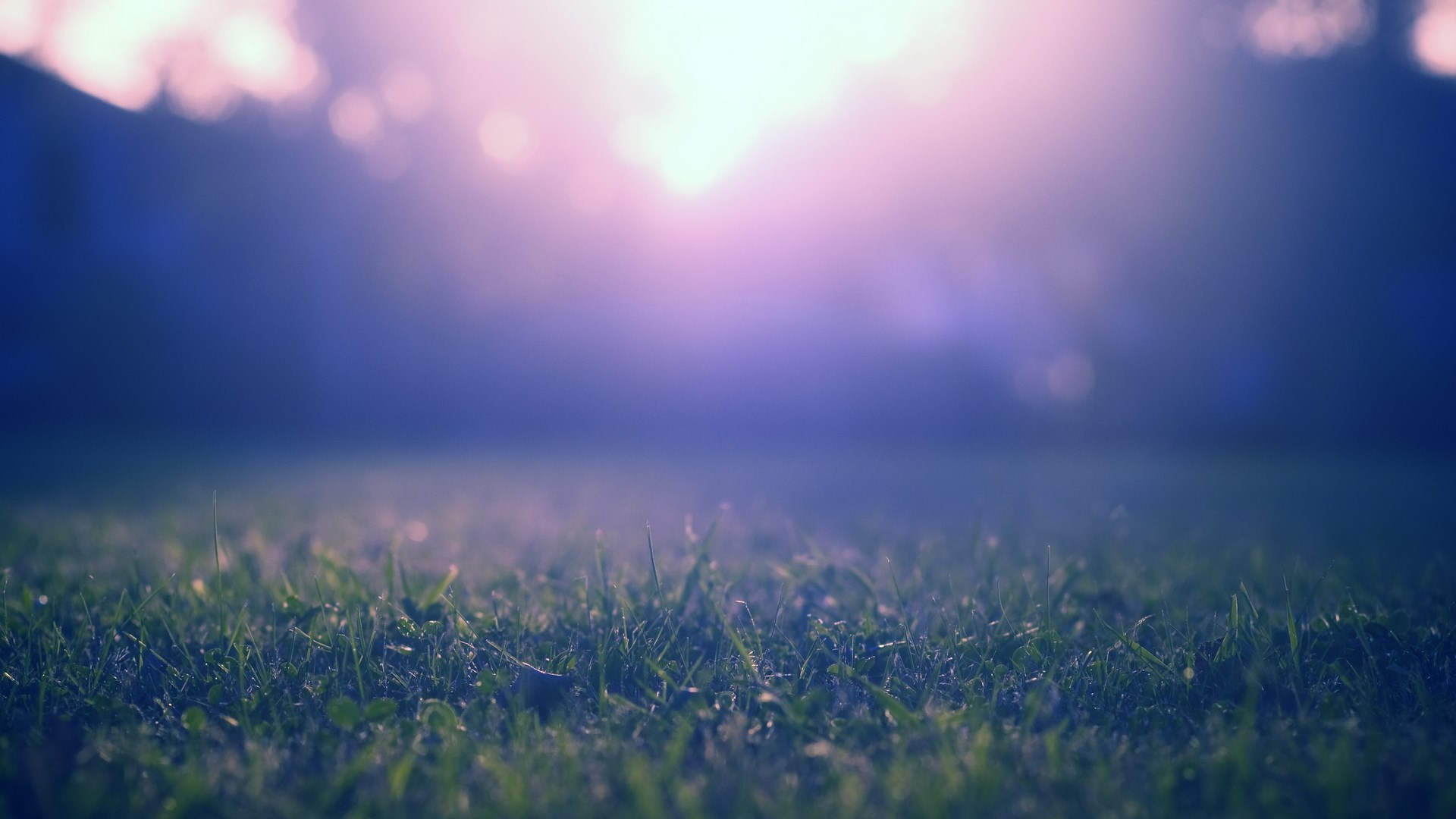 Close-up of grass with blurred purple and pink sky HD Wallpaper