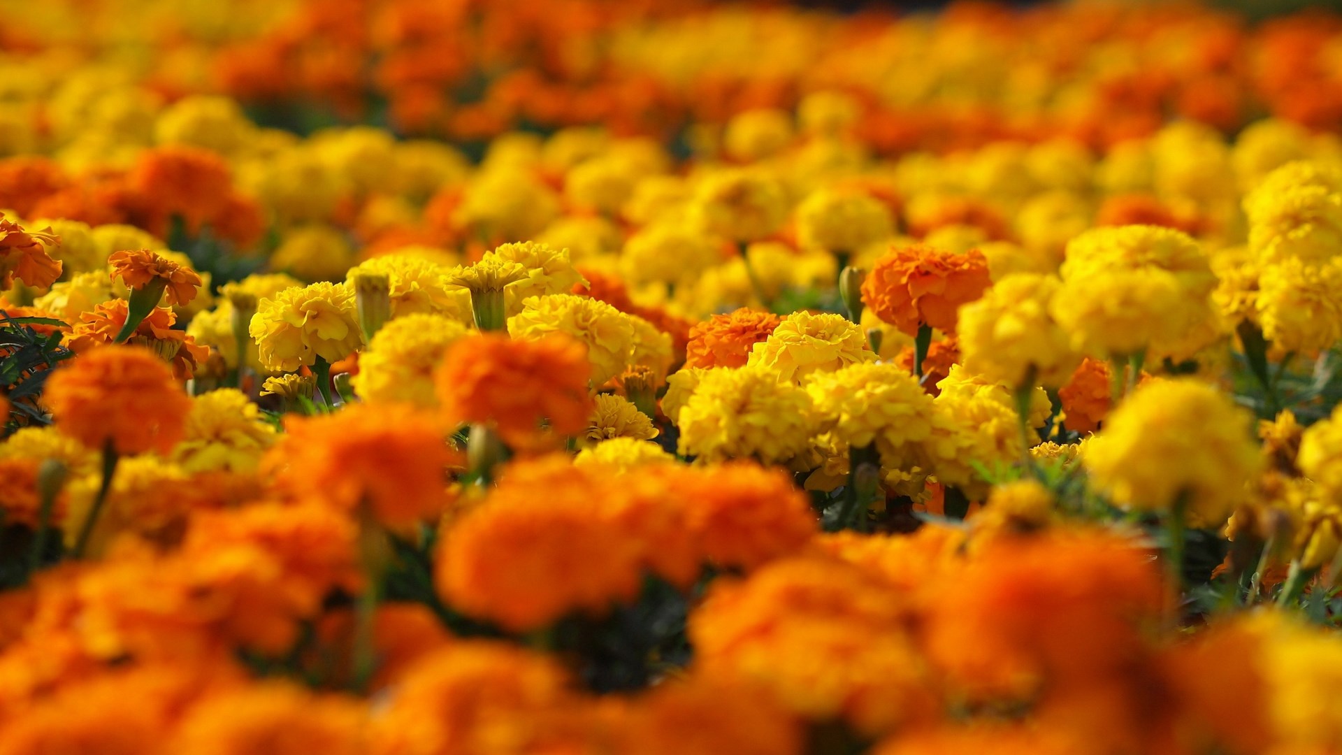 Field of orange and yellow marigolds HD Wallpaper