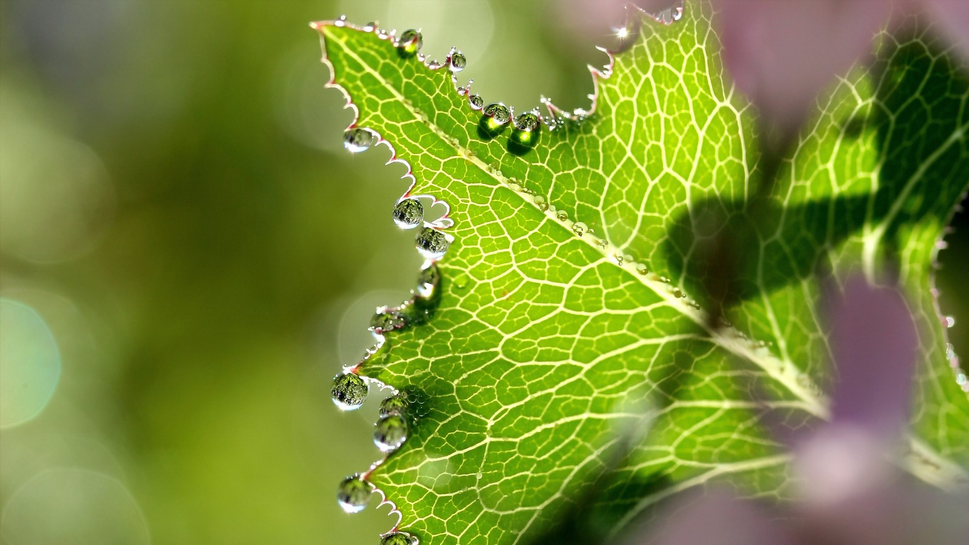 Close-up of a green leaf with water droplets HD Wallpaper