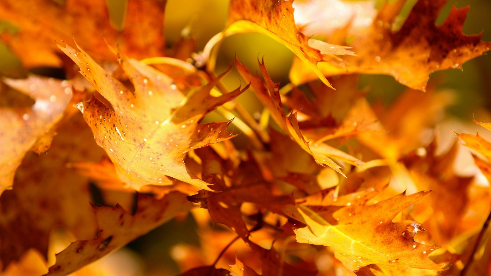 Close-up of autumn oak leaves with water droplets HD Wallpaper