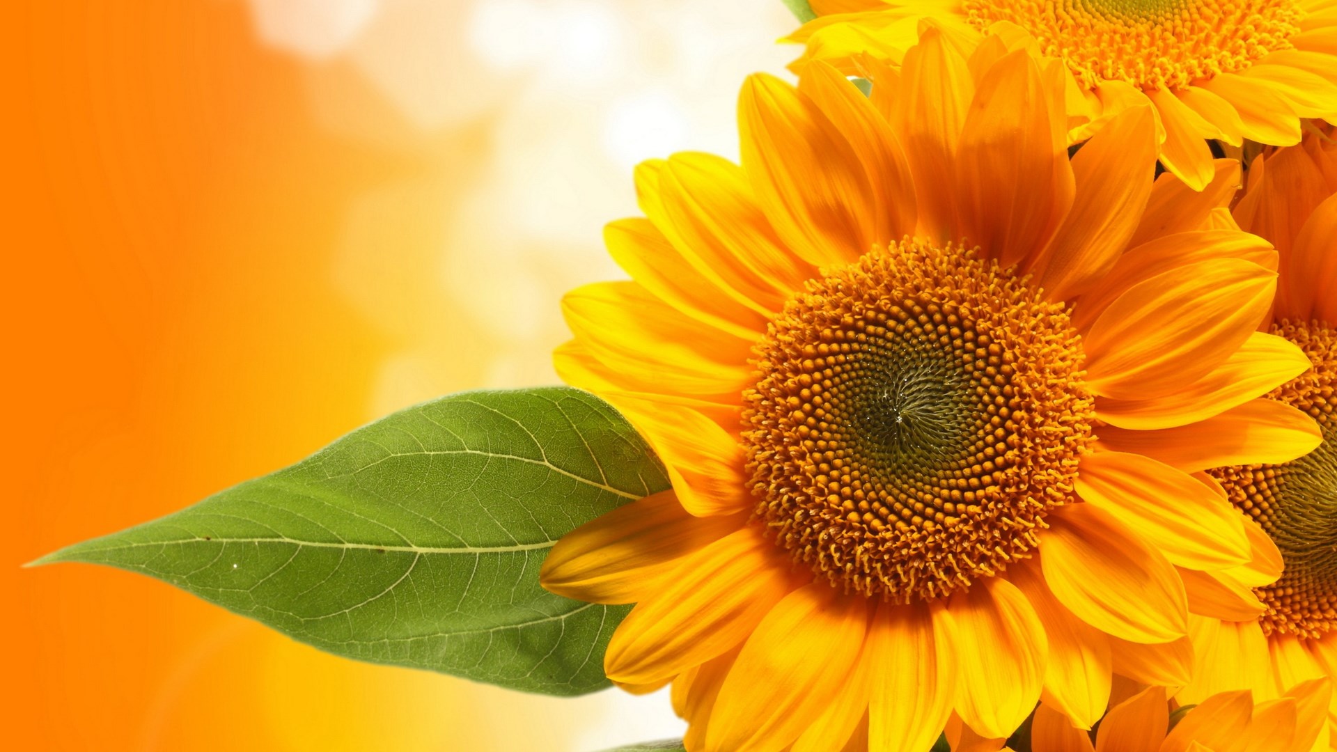 Close-up of sunflowers with green leaf HD Wallpaper