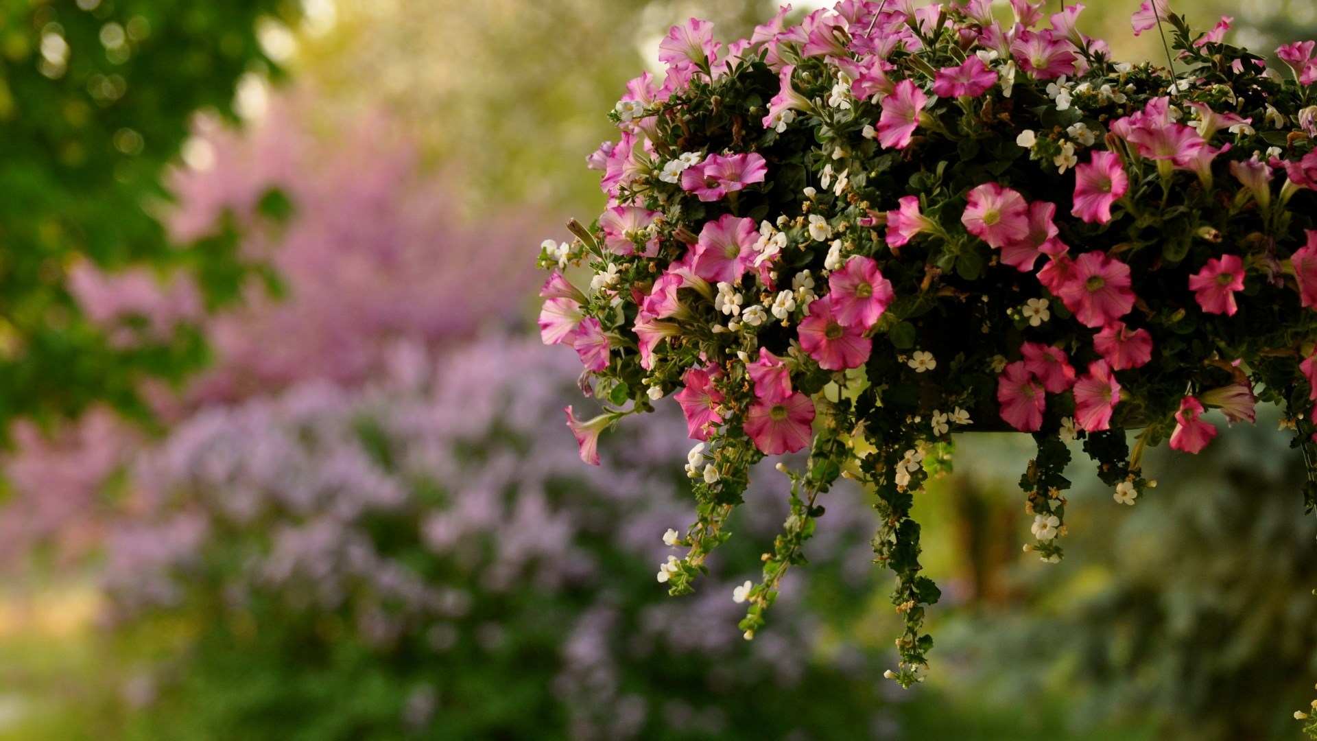 Hanging basket of pink petunias and white flowers HD Wallpaper