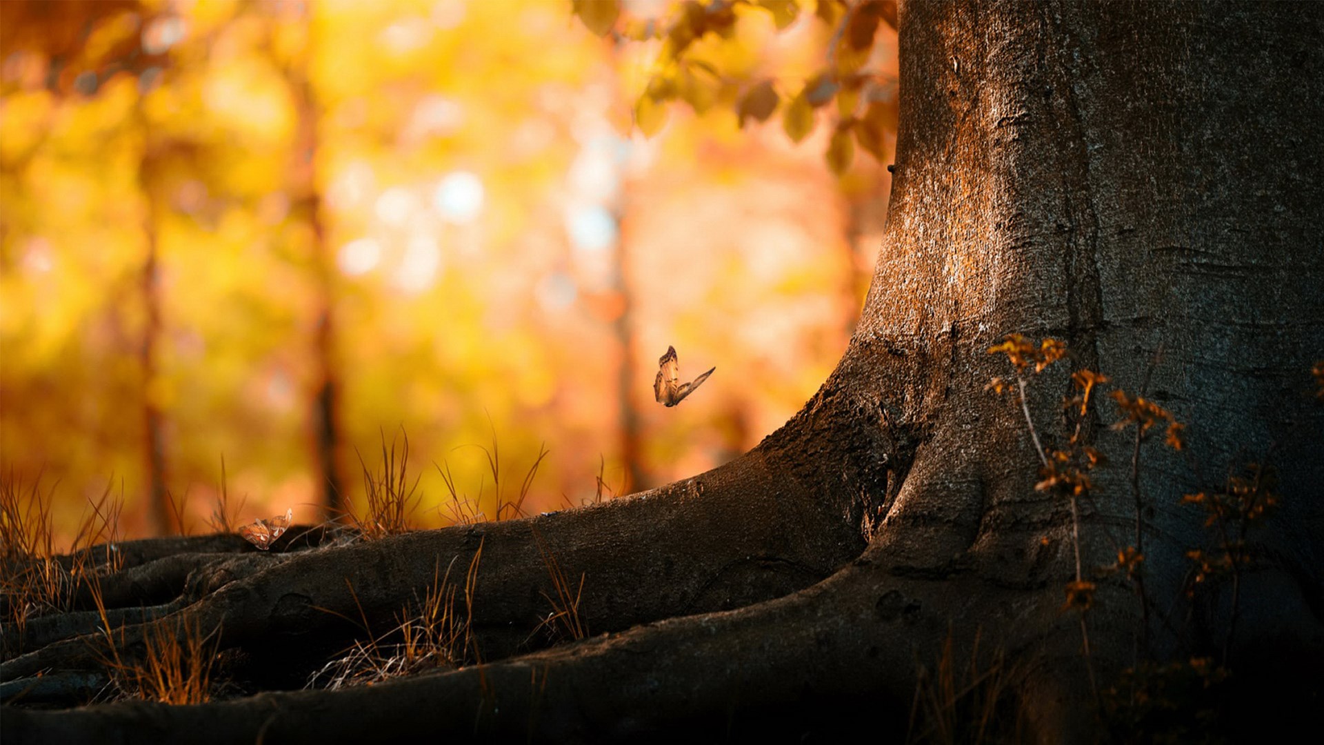 Butterfly flying near a tree trunk in autumn forest HD Wallpaper