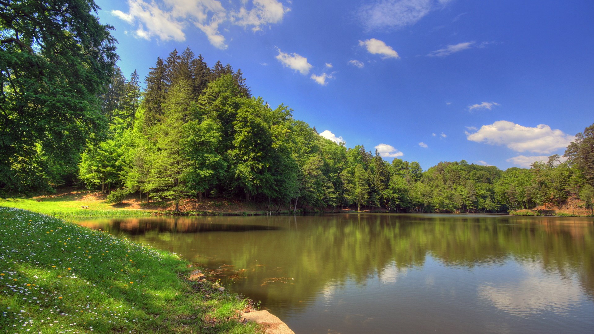 Lake surrounded by green trees under a blue sky HD Wallpaper