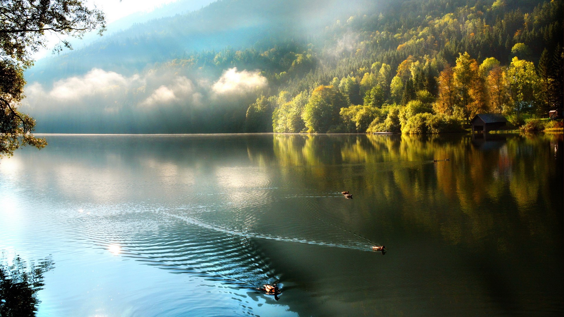 Ducks swimming on a misty lake with autumn trees HD Wallpaper