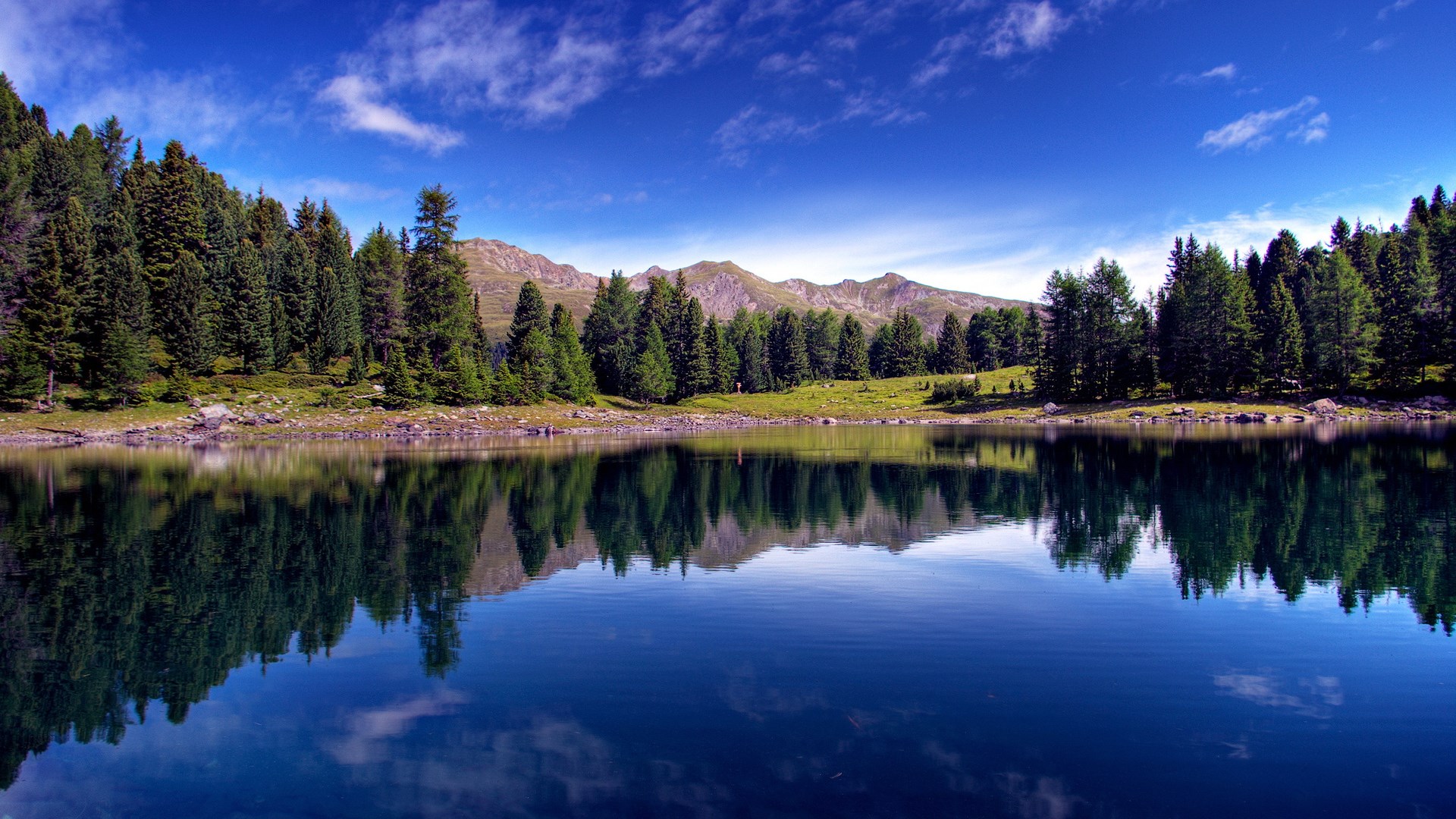 Mountain lake with pine forest reflection HD Wallpaper