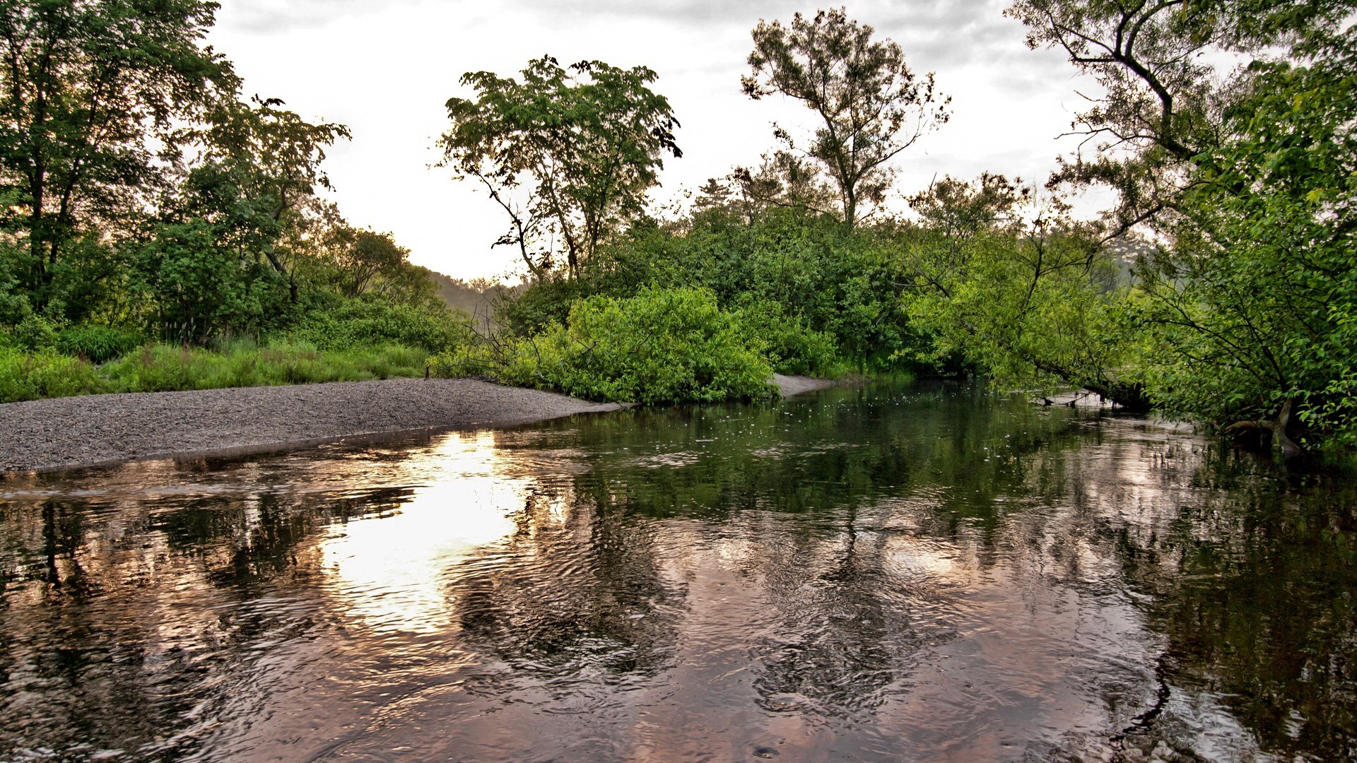 River flowing through a forest with reflections HD Wallpaper
