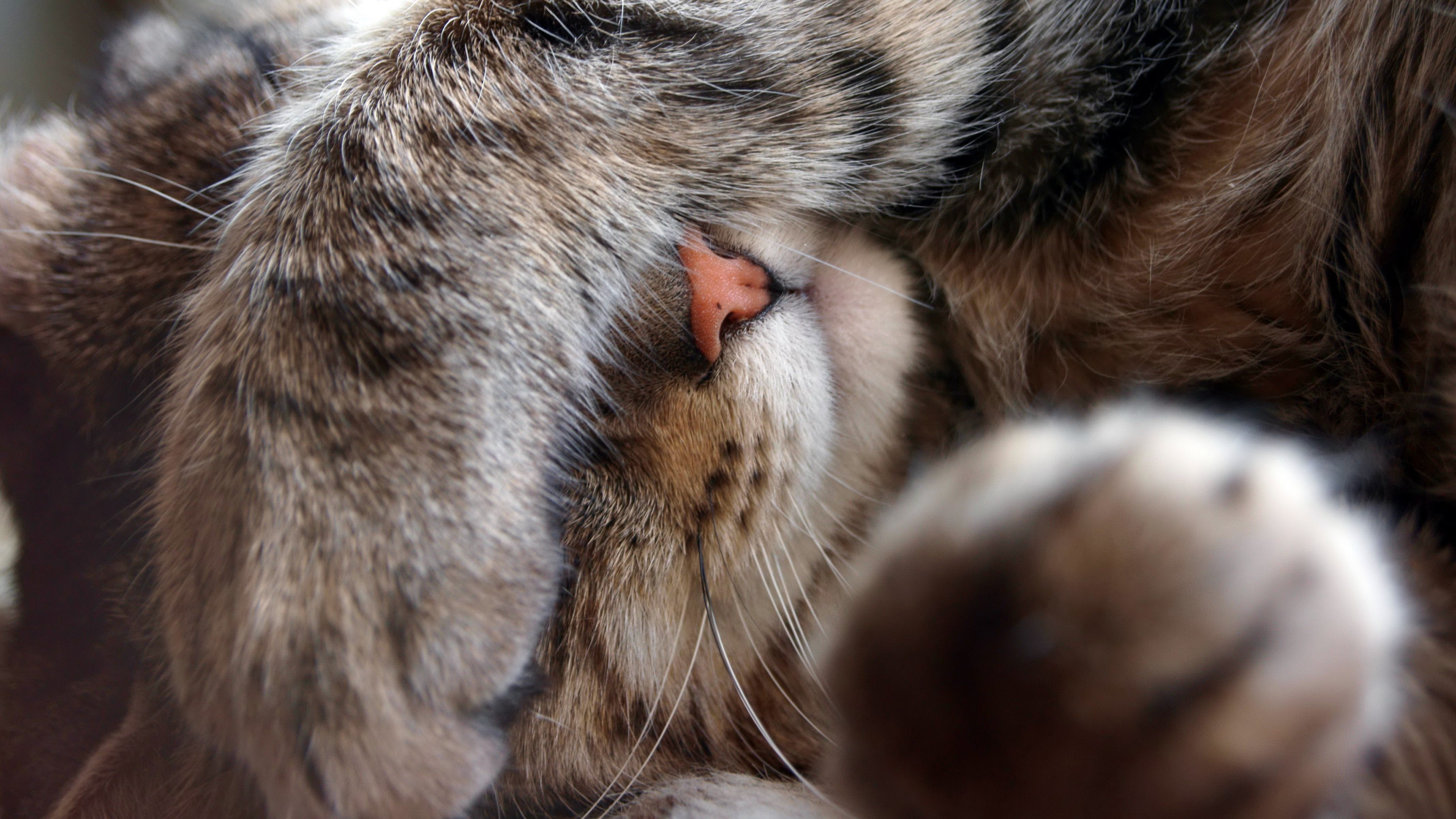 Close-up of a cat covering its face with paws HD Wallpaper