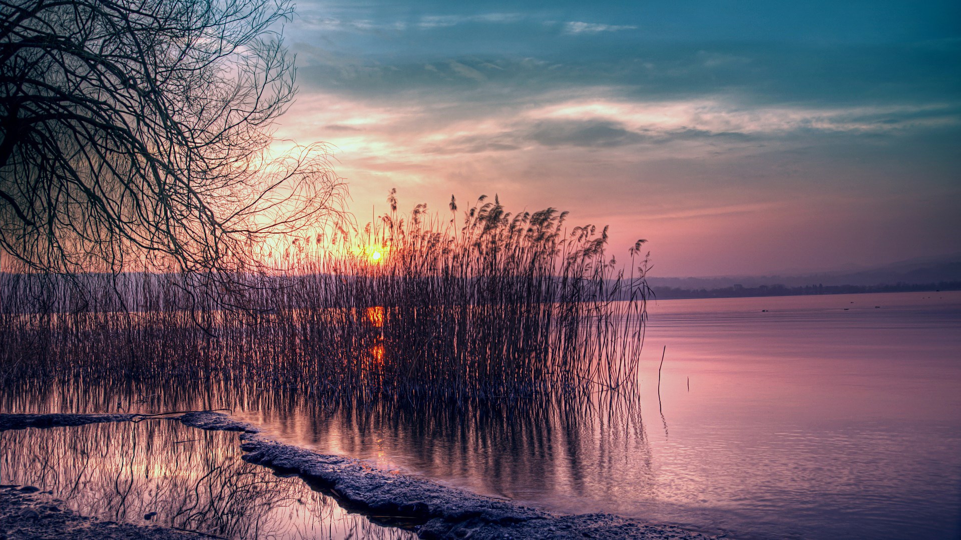 Sunset over a lake with reeds and a tree HD Wallpaper