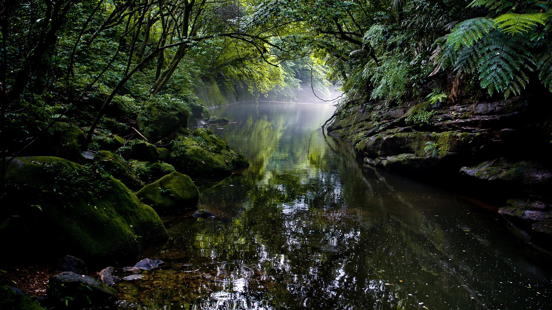 Misty river flowing through a dense, green forest HD Wallpaper