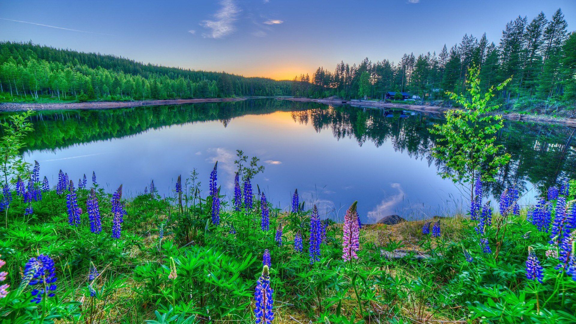 Lake with lupines and forest at sunset HD Wallpaper