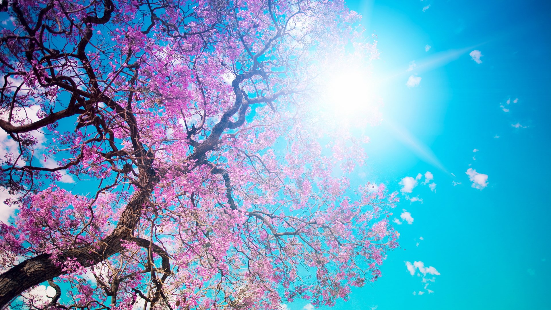 Blooming Jacaranda Tree Against a Bright Blue Sky HD Wallpaper