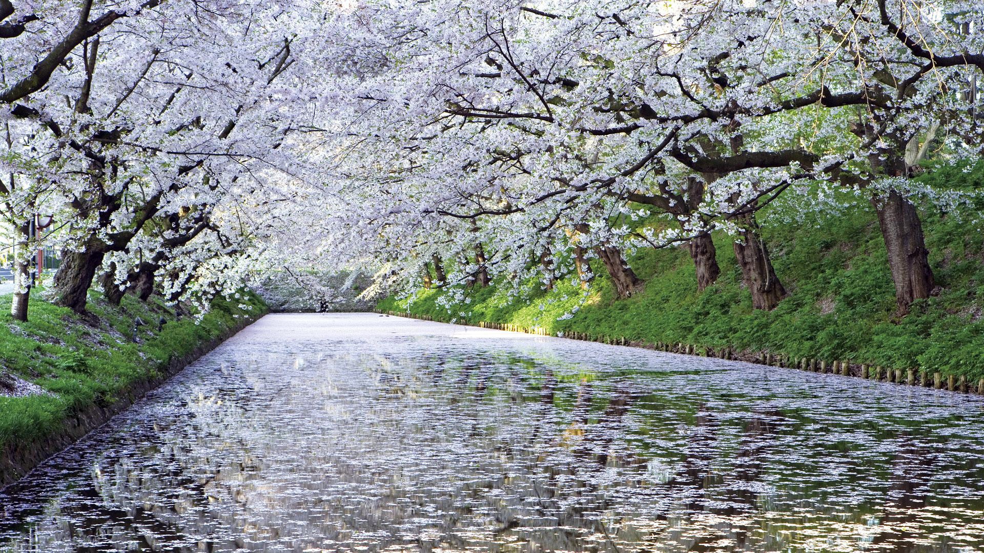 Cherry blossoms over a canal HD Wallpaper
