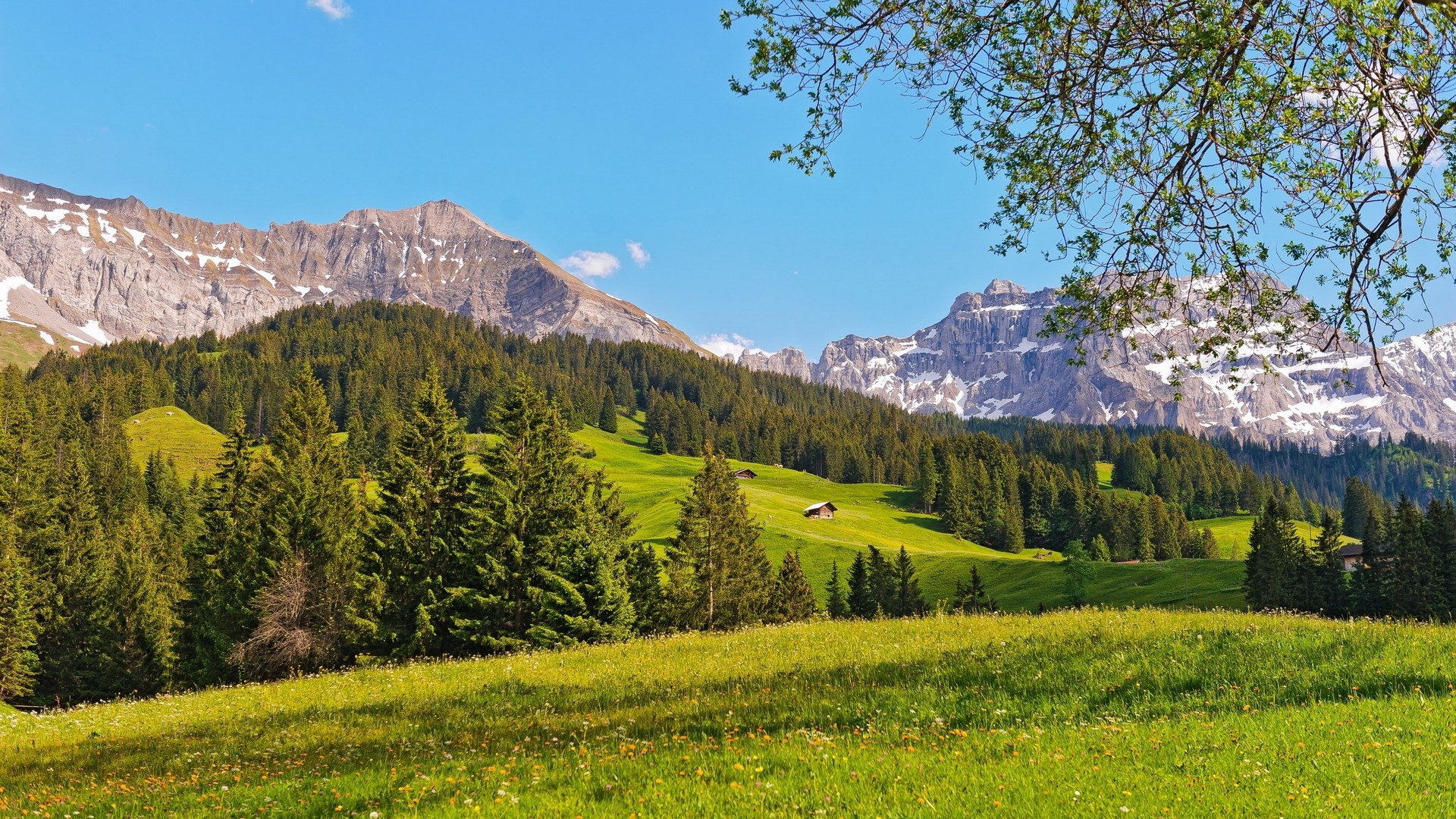 Alpine meadow with snow-capped mountains and pine forest HD Wallpaper