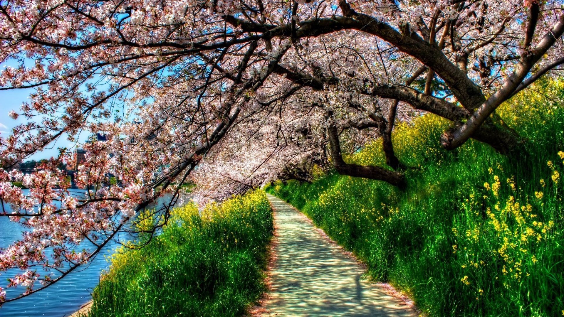Path lined with cherry blossoms and yellow flowers HD Wallpaper