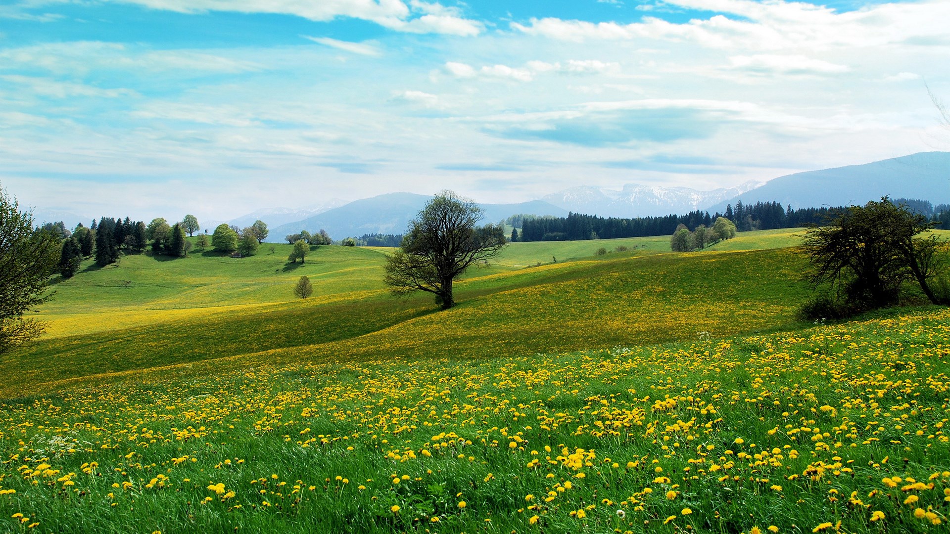 Green rolling hills with yellow flowers and trees HD Wallpaper