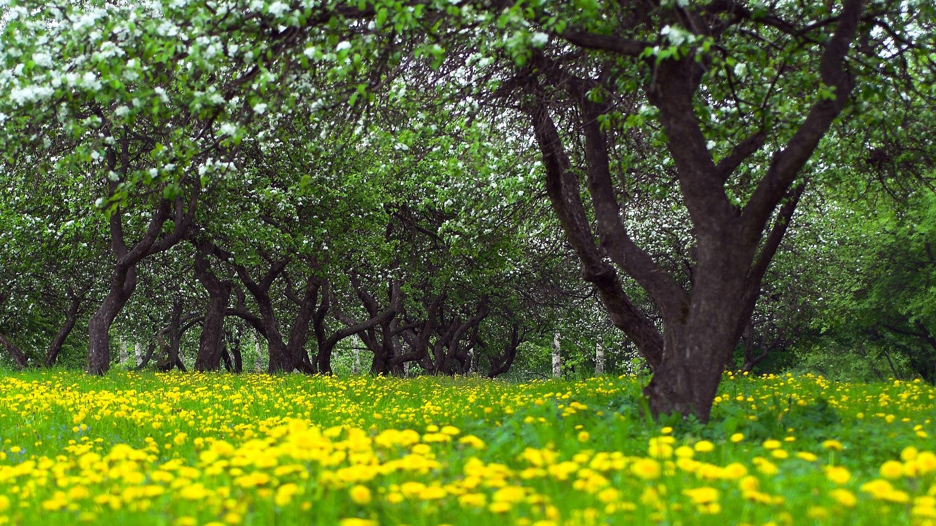 Orchard with blooming trees and yellow flowers HD Wallpaper