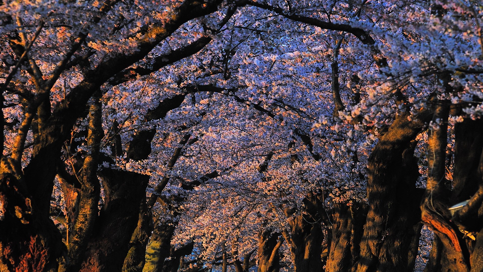 Tunnel of cherry blossom trees at dusk HD Wallpaper