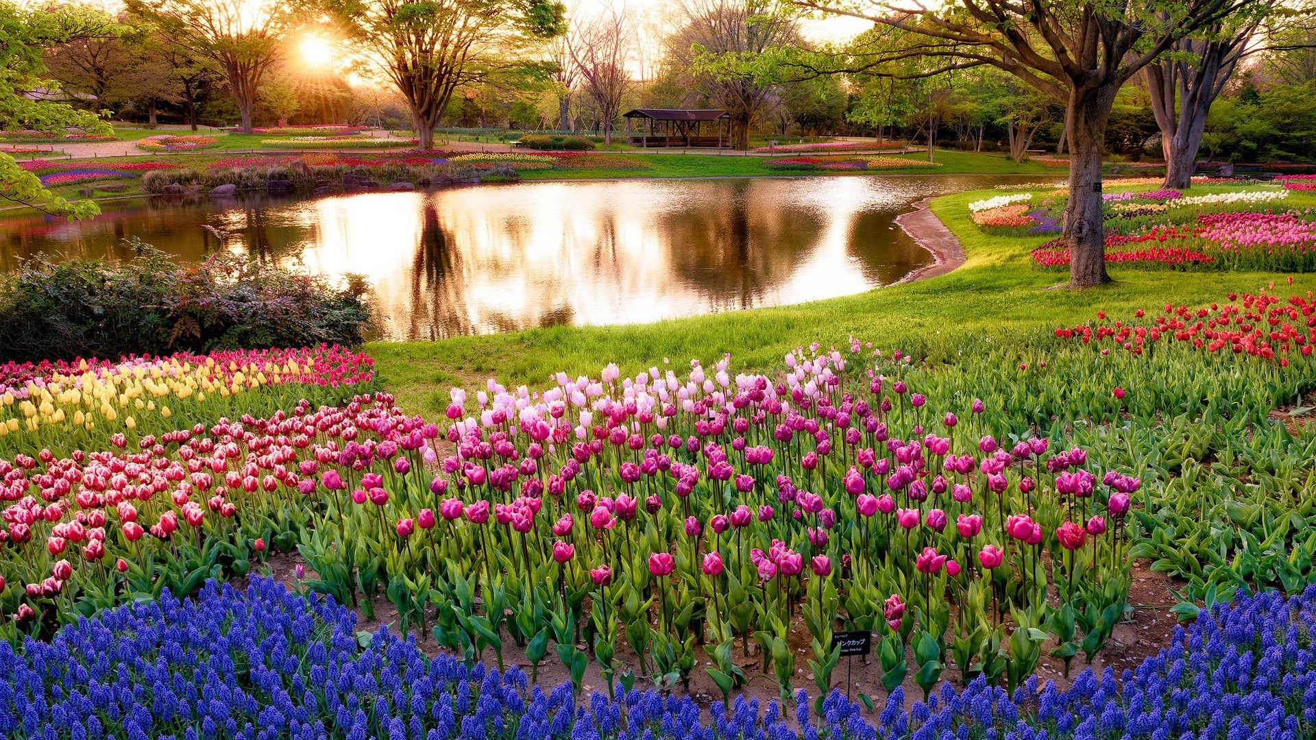 A beautiful garden with a pond and colorful tulips HD Wallpaper