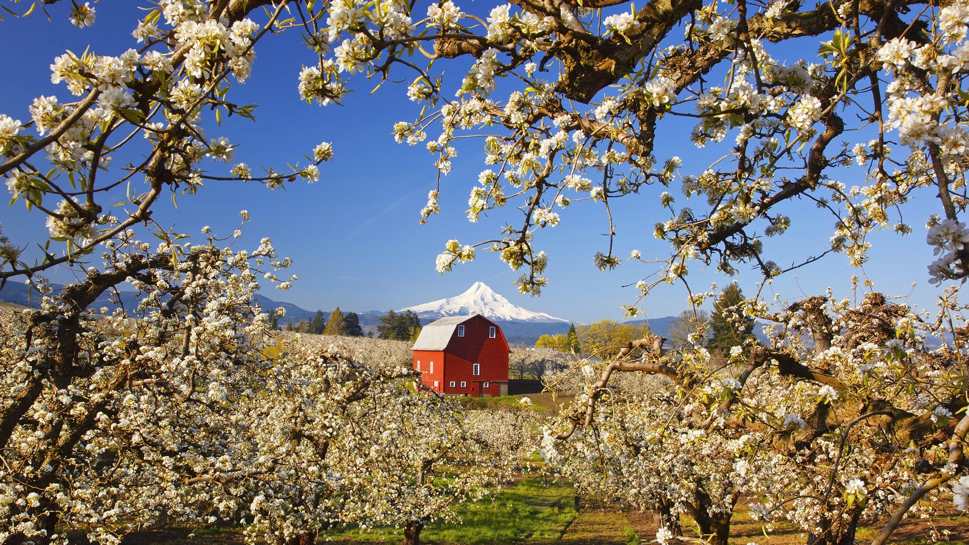 Red barn in a blooming orchard with a snow-capped mountain HD Wallpaper