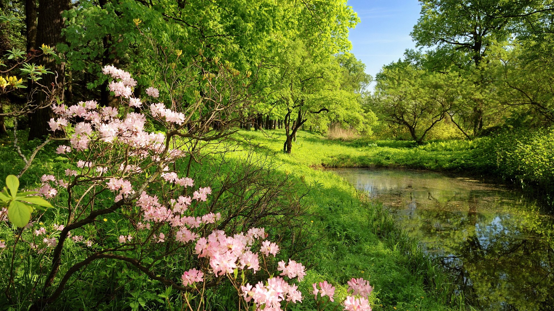 Pink azaleas bloom by a tranquil pond in a sunlit forest HD Wallpaper