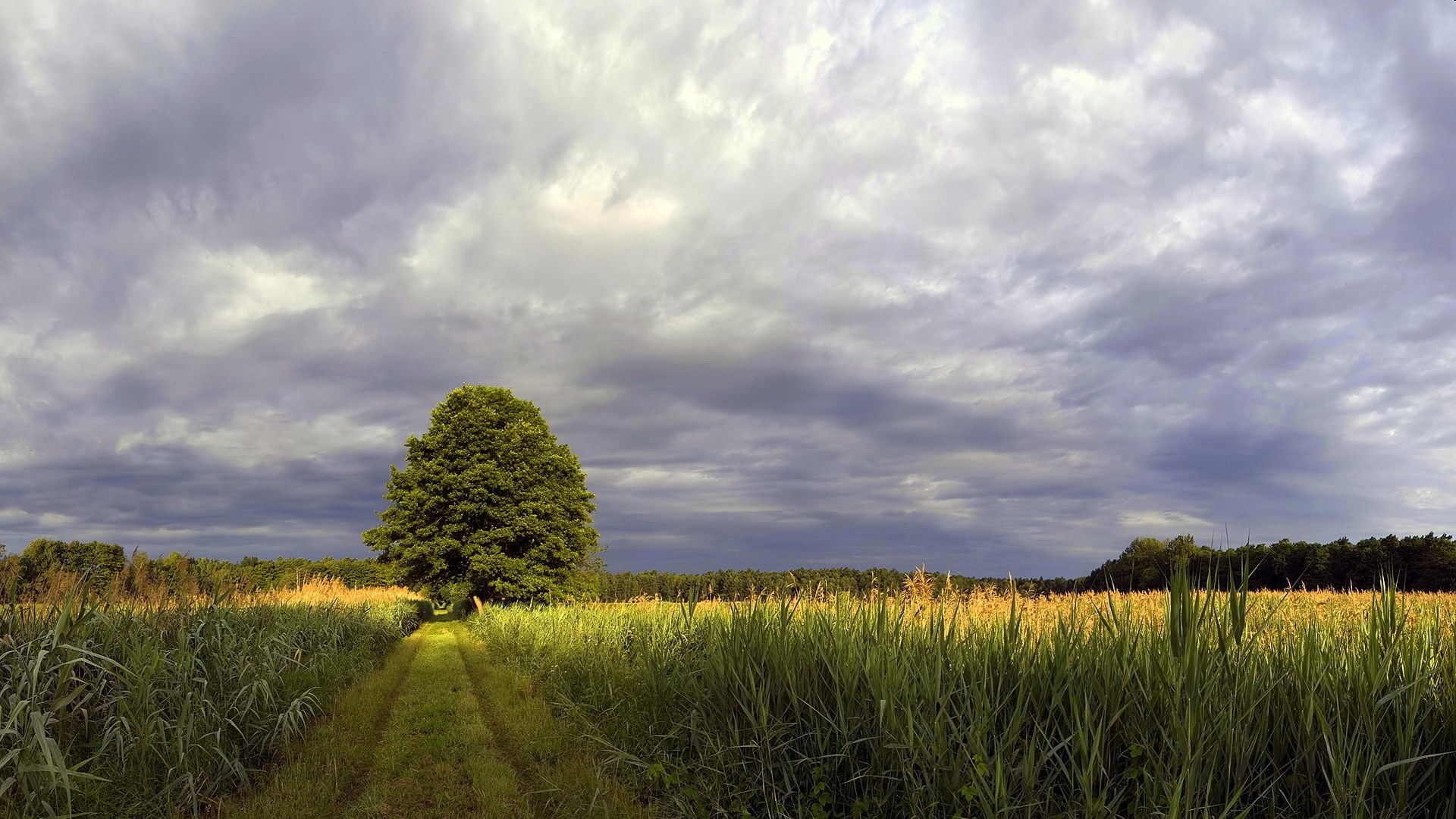 A lone tree in a field under a cloudy sky HD Wallpaper