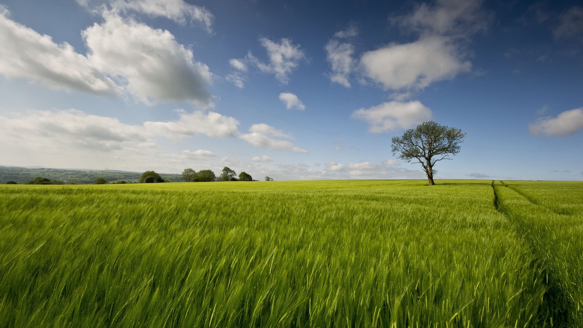 A lone tree in a green field under a cloudy sky HD Wallpaper