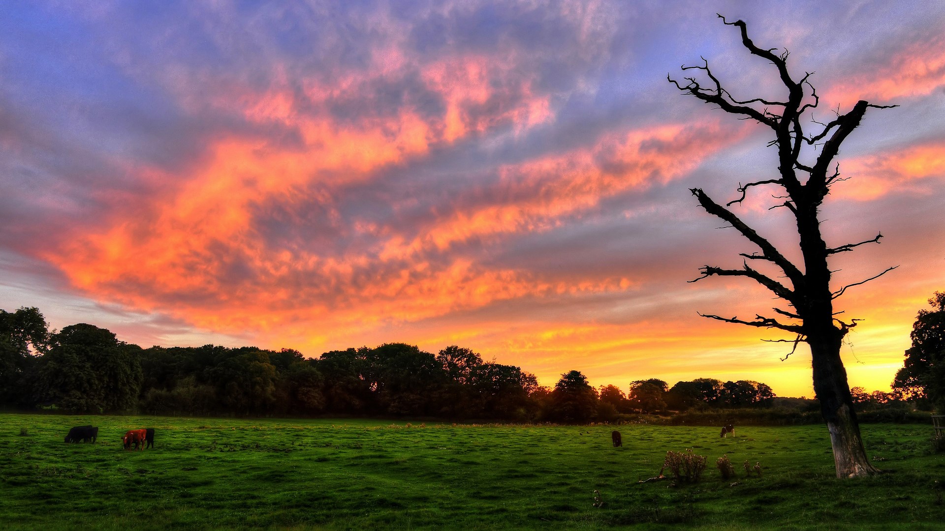 Sunset over a field with cows and a dead tree HD Wallpaper