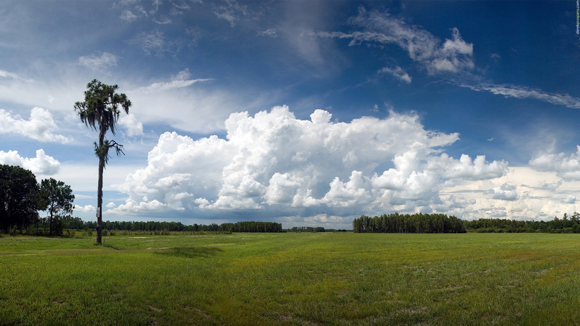 Lone tree in a grassy field under a cloudy sky HD Wallpaper