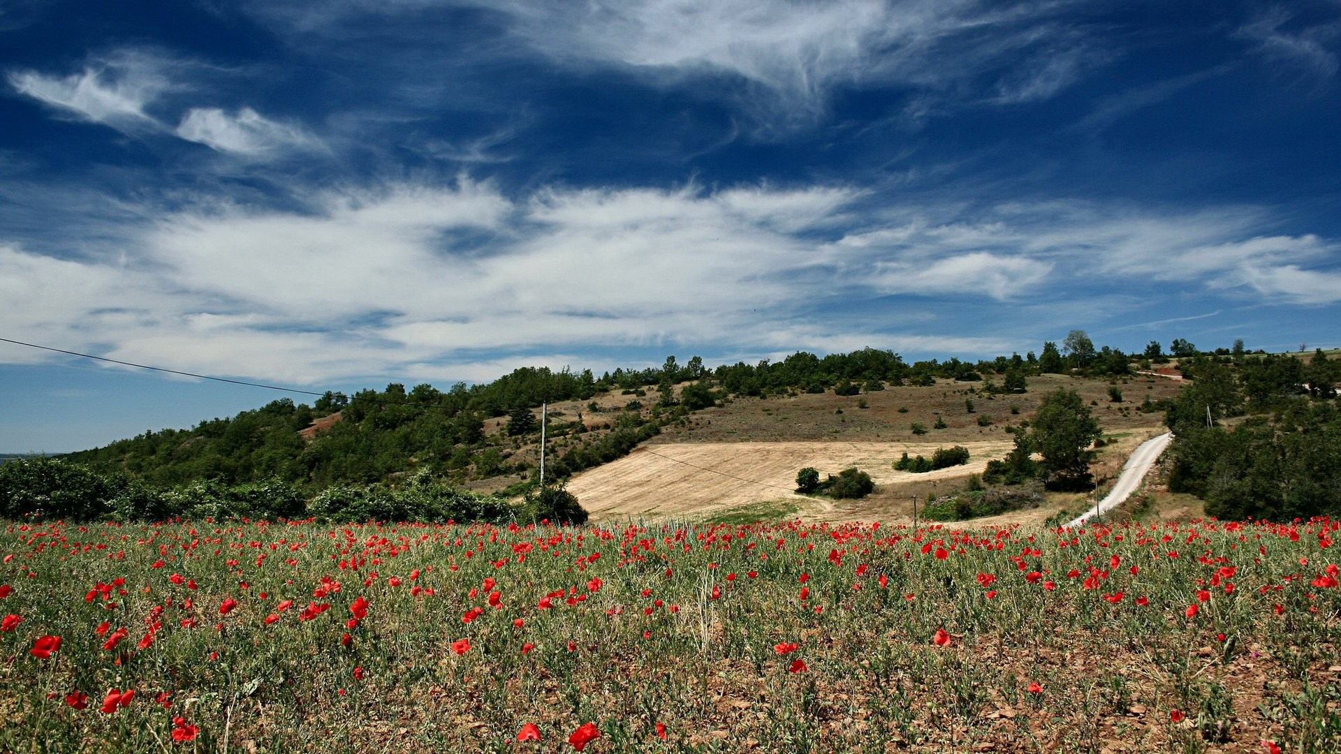 Field of poppies with rolling hills and blue sky HD Wallpaper