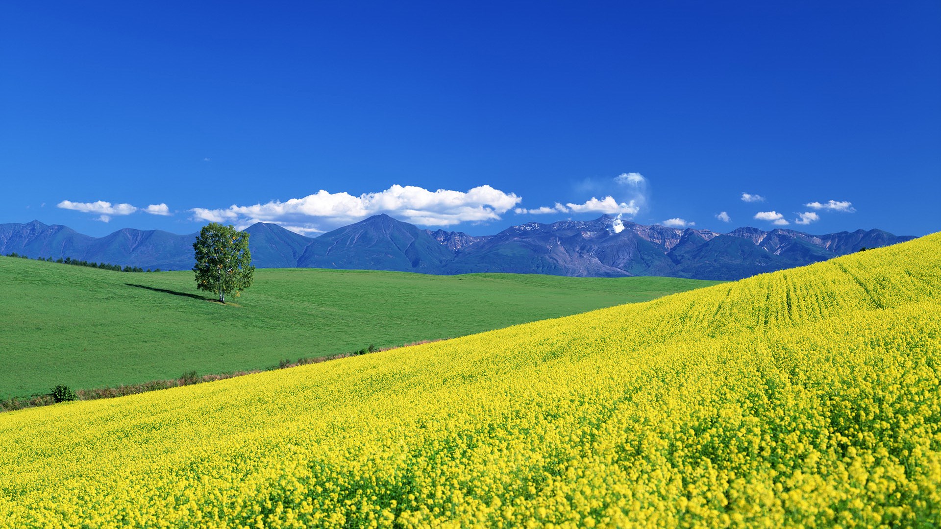 Yellow flower field with mountains and blue sky HD Wallpaper