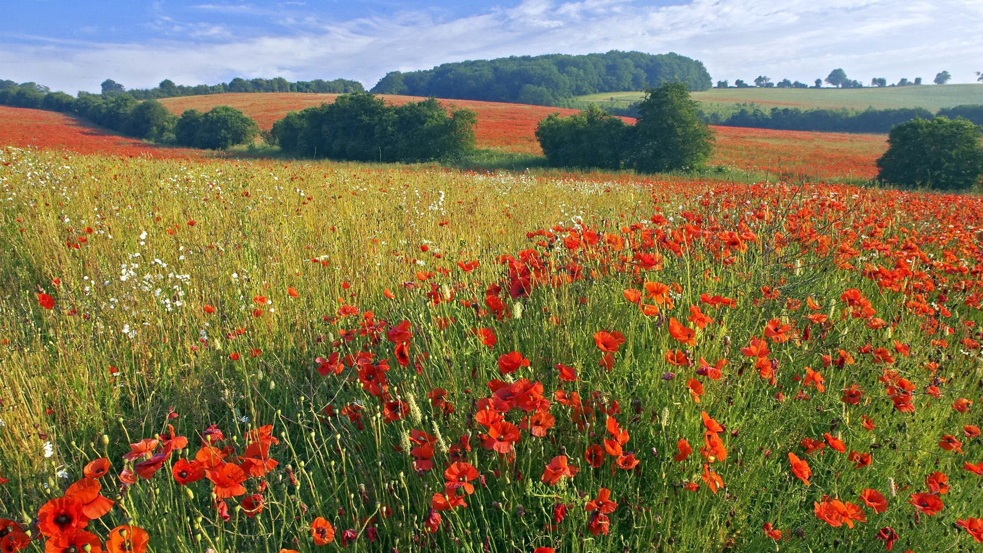 Field of red poppies and green grass under a blue sky HD Wallpaper