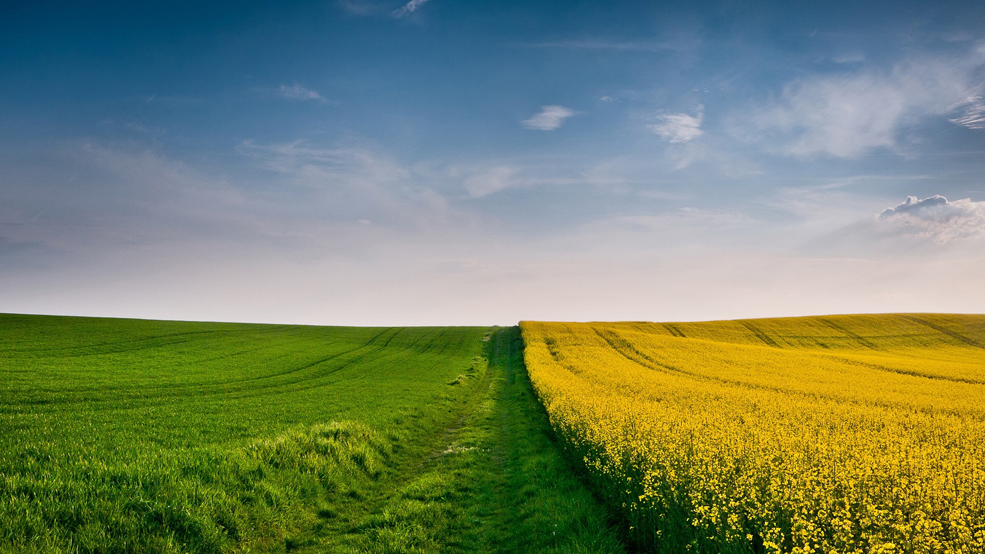 Green and yellow fields under a blue sky HD Wallpaper
