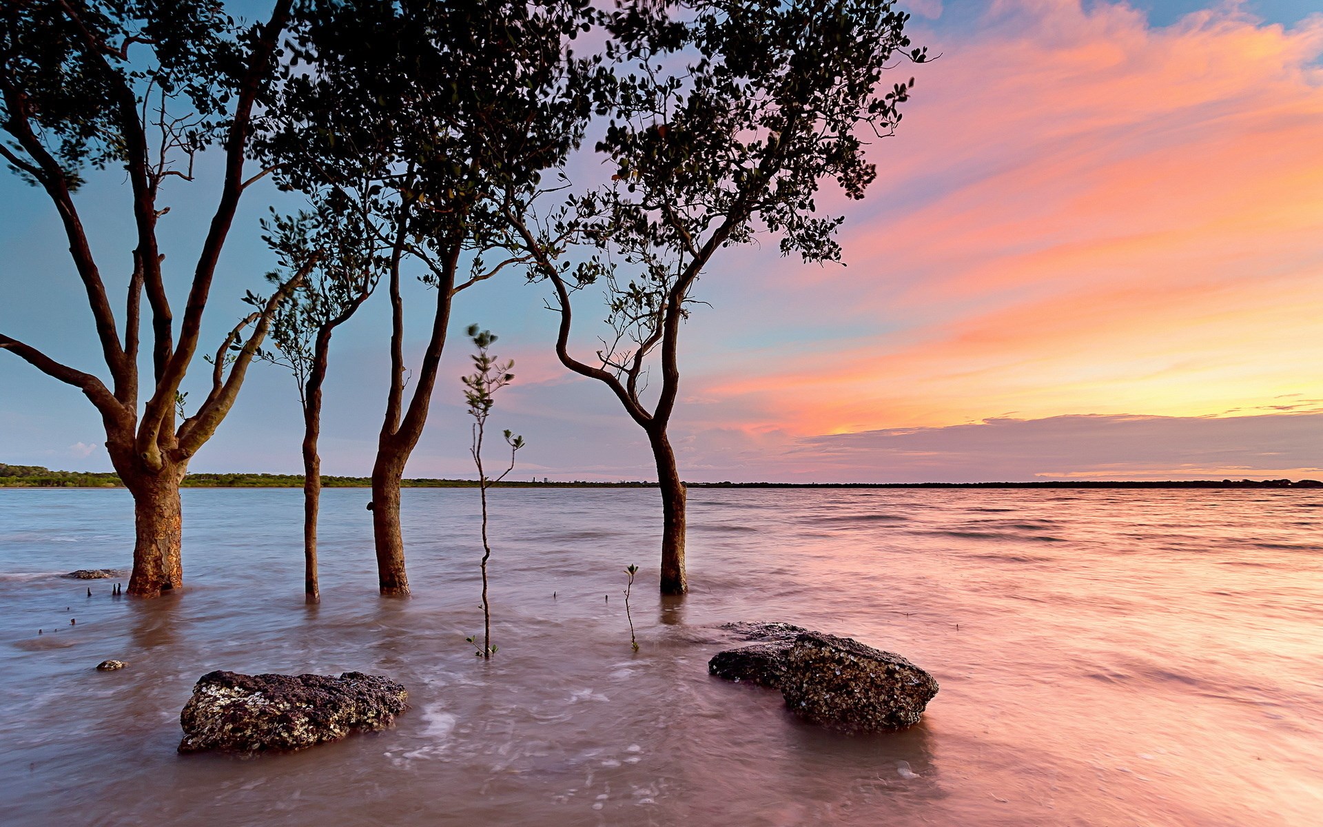 Mangrove trees in water at sunset HD Wallpaper