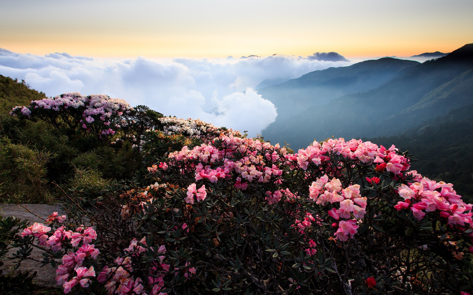 Pink and white rhododendrons on a mountain above clouds HD Wallpaper