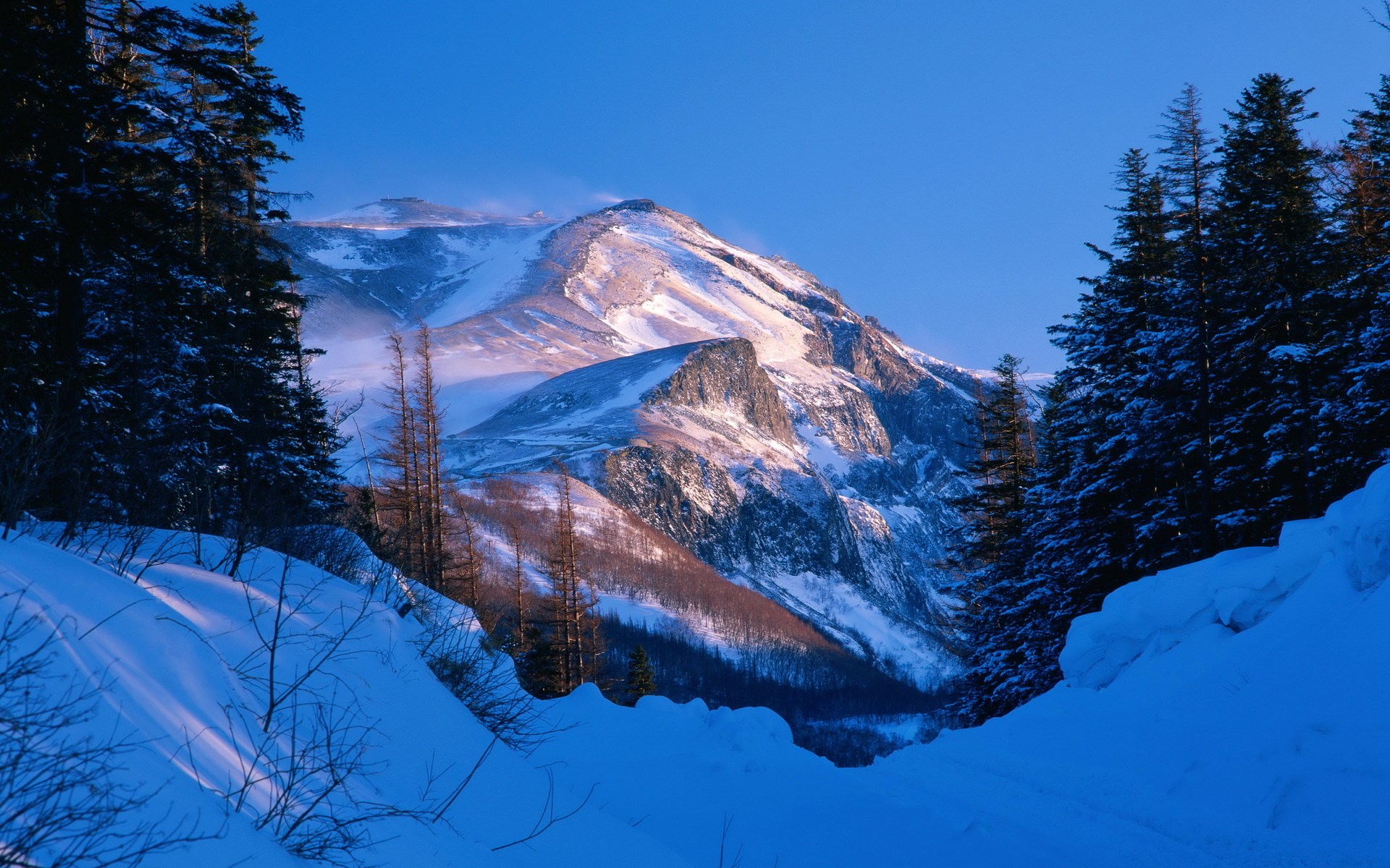 Snowy mountain peak with pine trees and blue sky HD Wallpaper