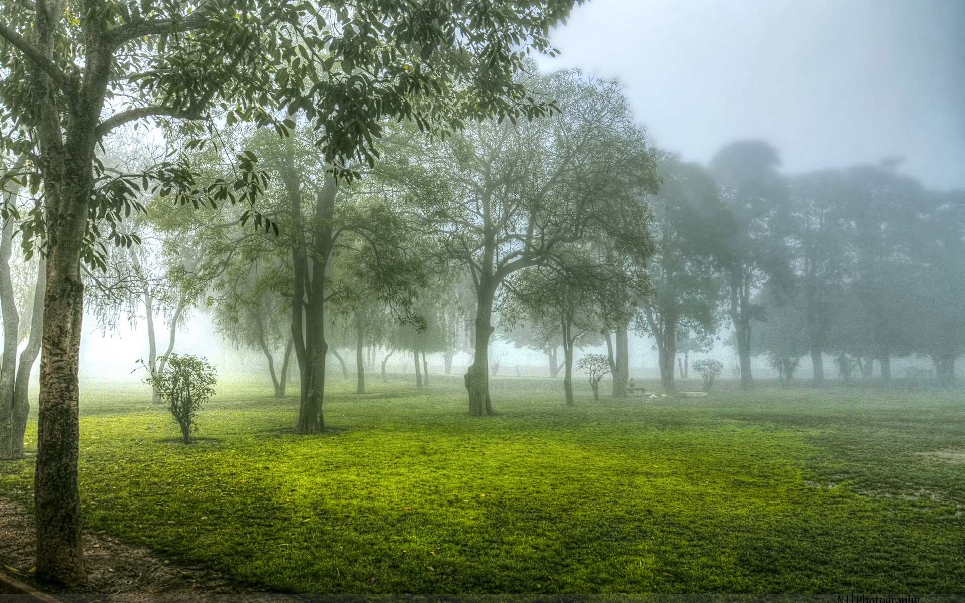 Misty park with trees and green grass HD Wallpaper