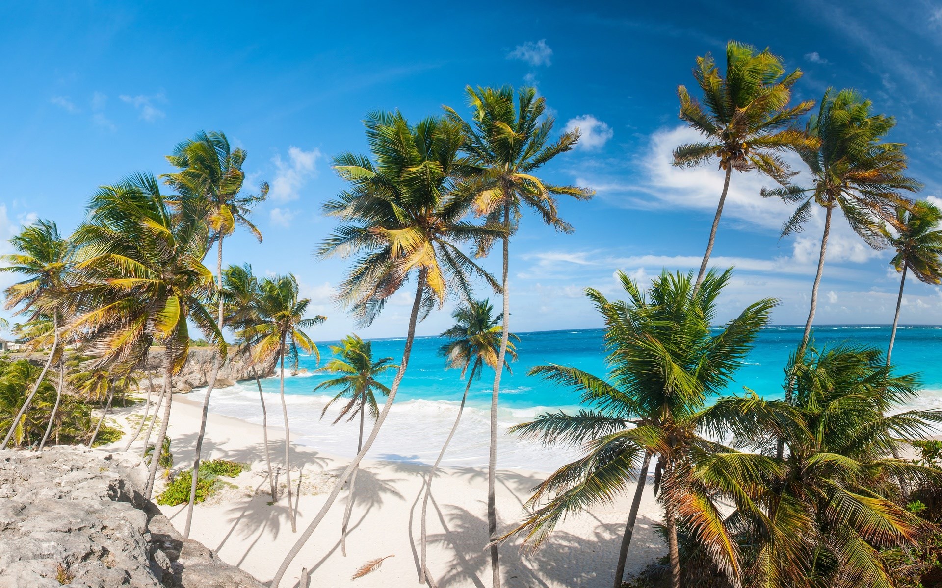 Tropical beach with palm trees and turquoise water HD Wallpaper