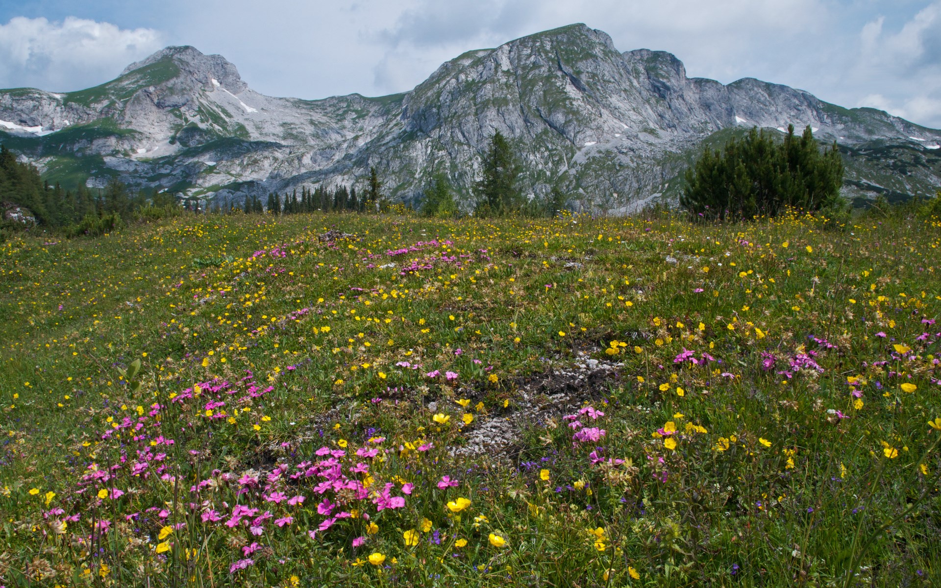 Alpine meadow with wildflowers and mountains HD Wallpaper