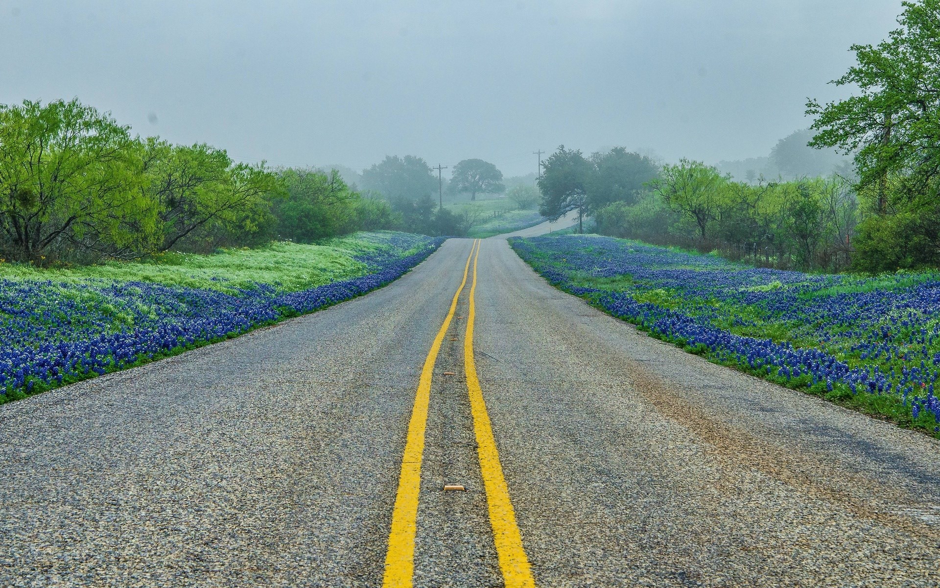 Road lined with bluebonnets and green trees under a foggy sky HD Wallpaper